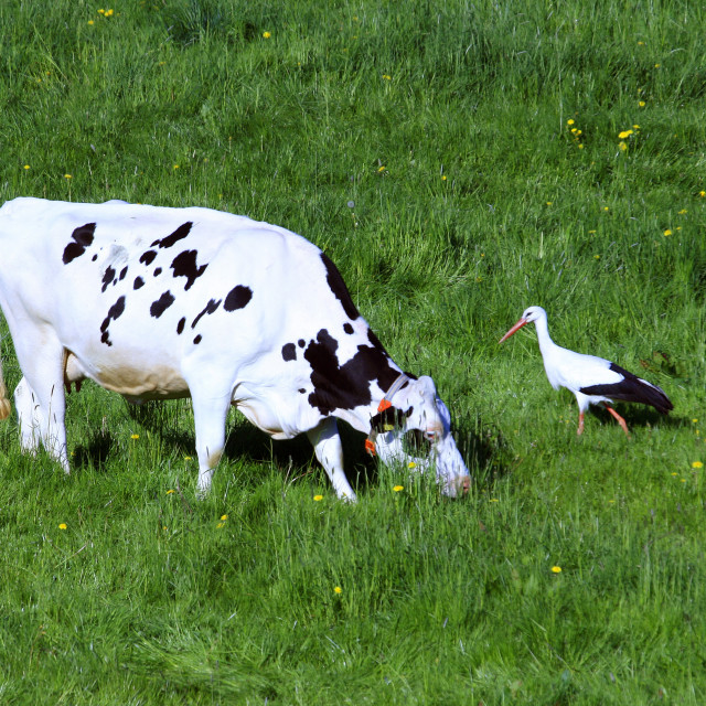 "Black and white cow looking curiously at a black and white white stork (Ciconia ciciconia), Weißstorch (Ciconia ciconia) mit Schwarzbunter Milchkuh auf einer Weide" stock image