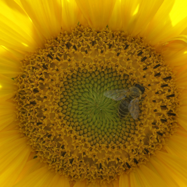 "Honey bee, (Apis mellifera) in a sunflower blossom, Sunflower (Helianthus annuus), Biene, Honigbiene (Apis melifera) in einer Sonnenblume (Helianthus annuus)" stock image