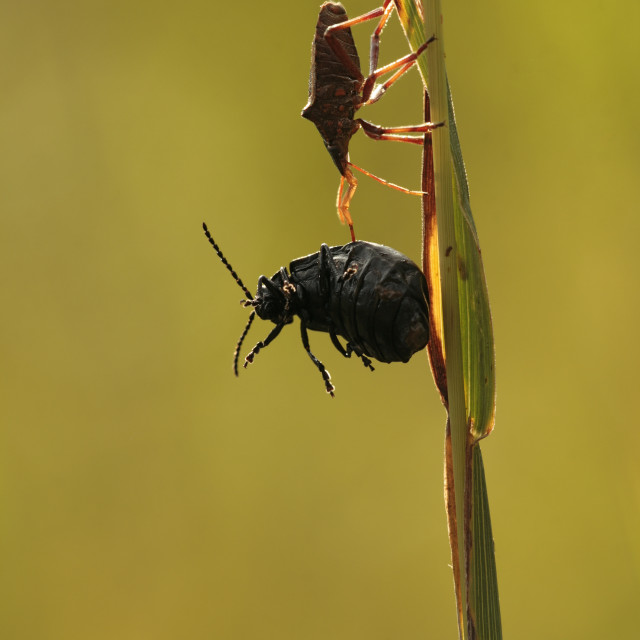 "Spiked shieldbug, beetle, Zweizähnige Dornwanze (Picromerus bidens) mit einem aufgespießten Blattkäfer im abendlichen Gegenlicht" stock image