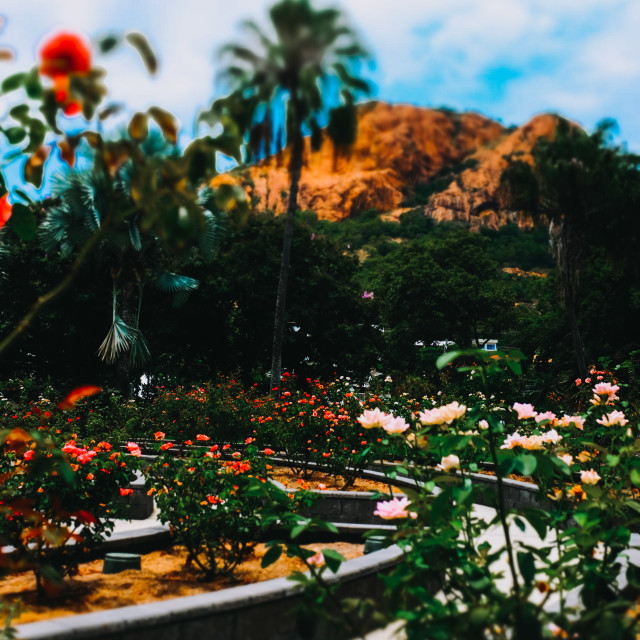 "Castle Hill and the Rose Garden" stock image