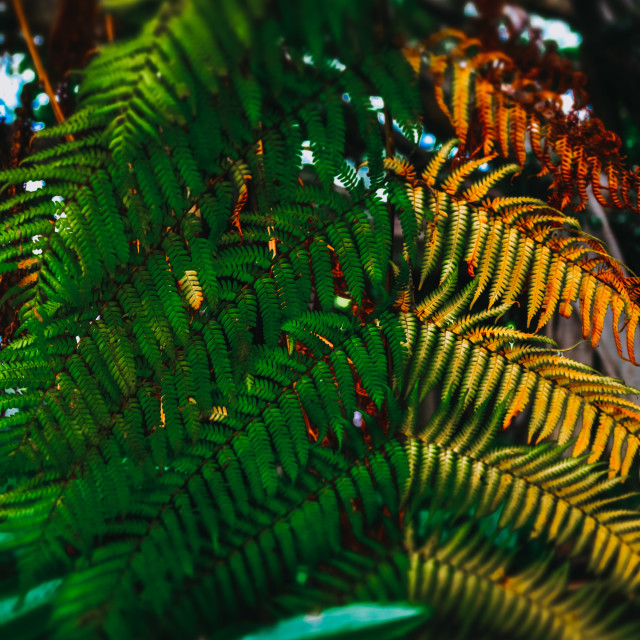 "green leaves" stock image