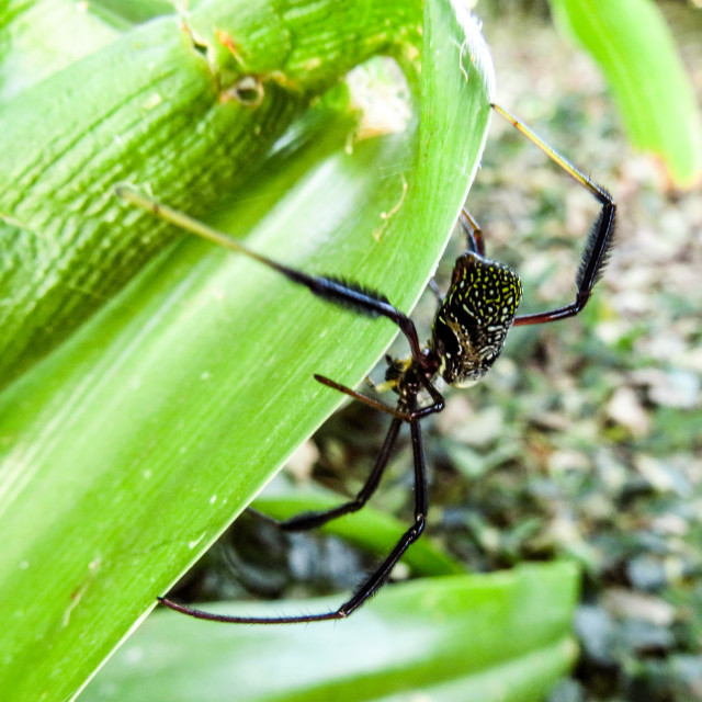 "Spider ○" stock image