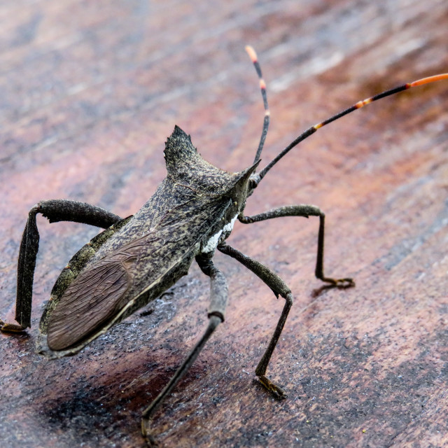 "Stink Bug♤" stock image