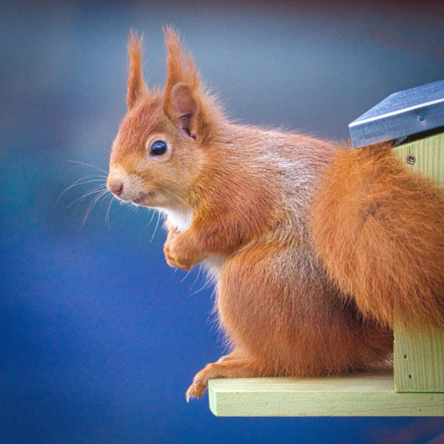 "Red squirrel at feeder" stock image