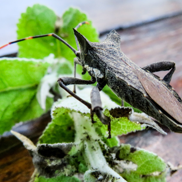 "Stink Bug □" stock image