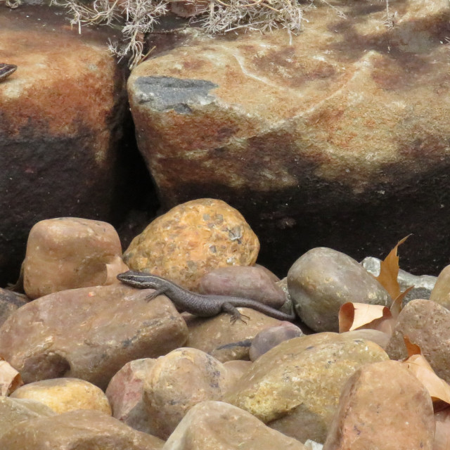 "Lizard Convention" stock image