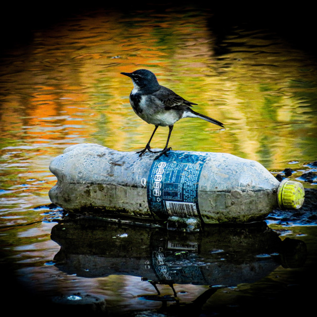 "Plastic Pollution Series ^*" stock image