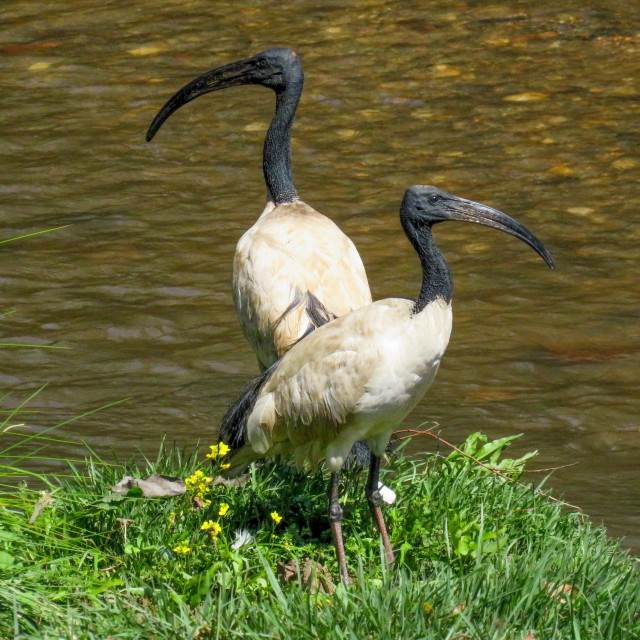 "Ibis Squared" stock image