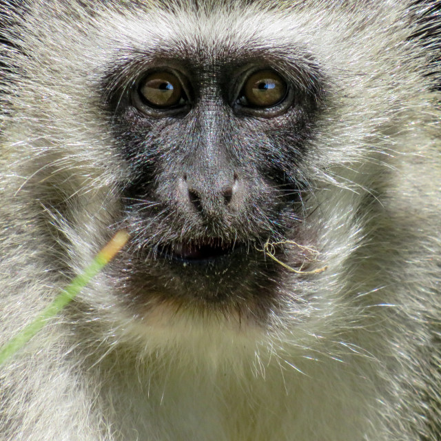 "The Stare" stock image