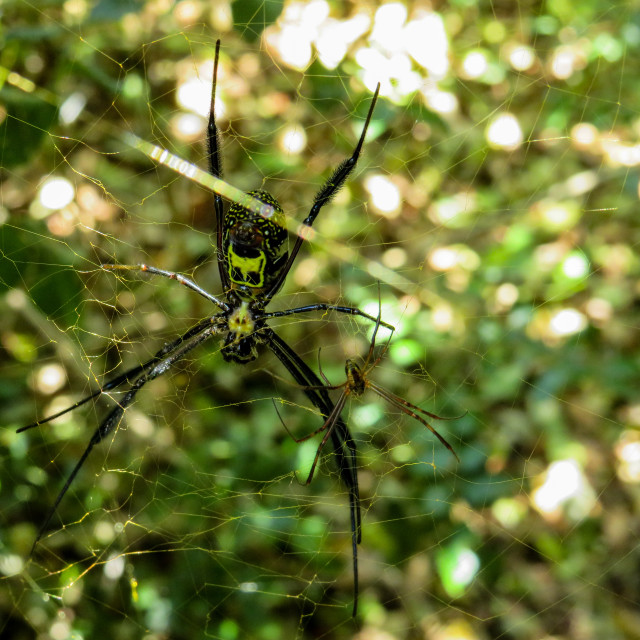 "Spider □■" stock image