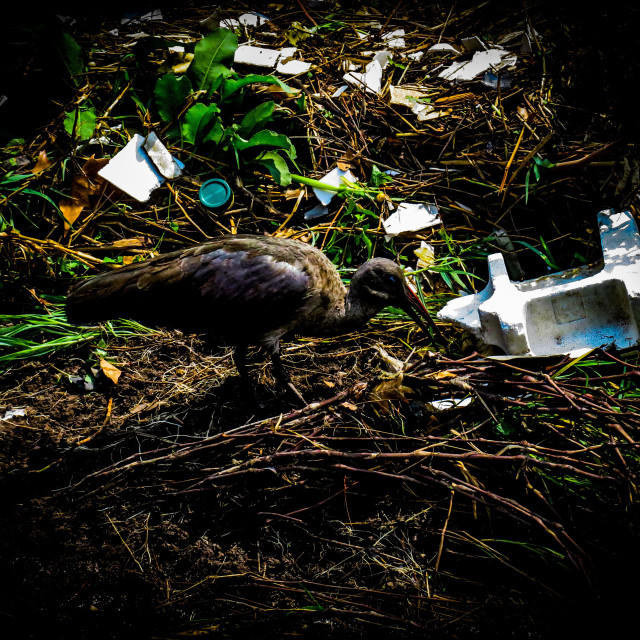 "Plastic Pollution Series - Polystyrene" stock image