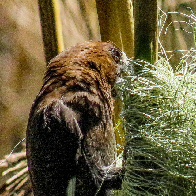 "Nest Building I" stock image