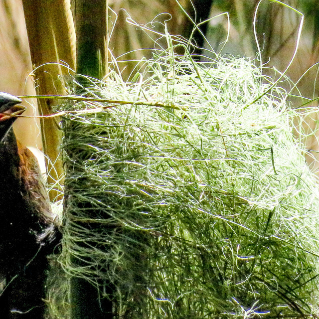 "Nest Building III" stock image