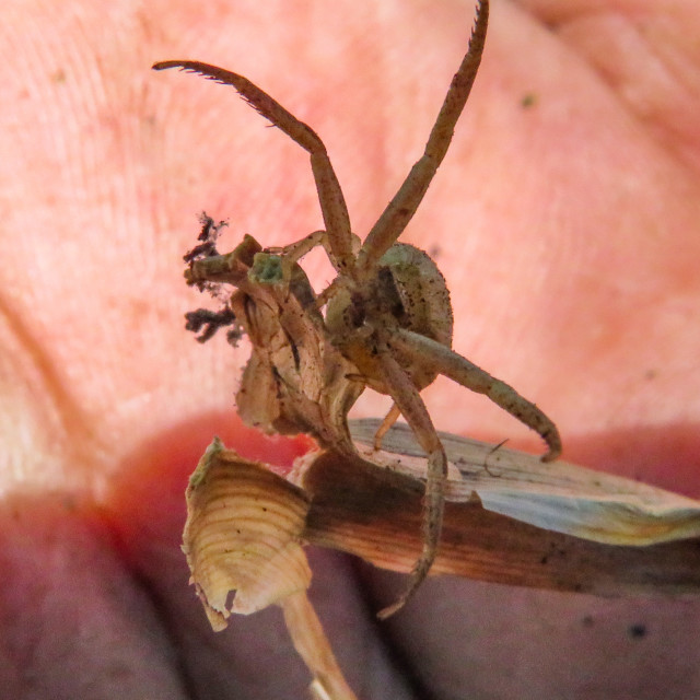 "Palm Spider" stock image