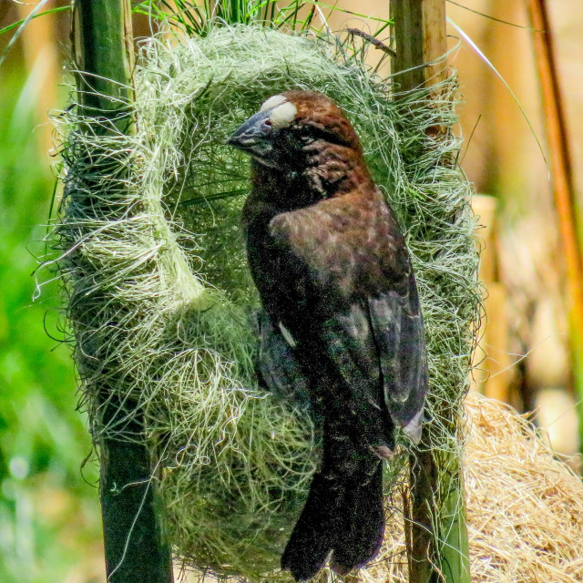 "Nest Building III" stock image