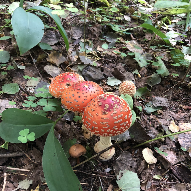 "Three little red mushrooms" stock image