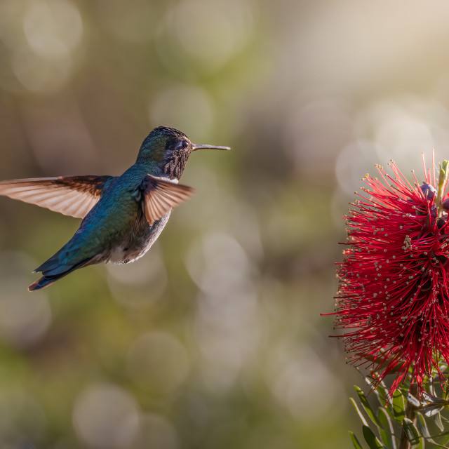 "Hummingbird at Work" stock image