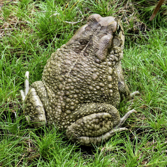 "Toad □" stock image