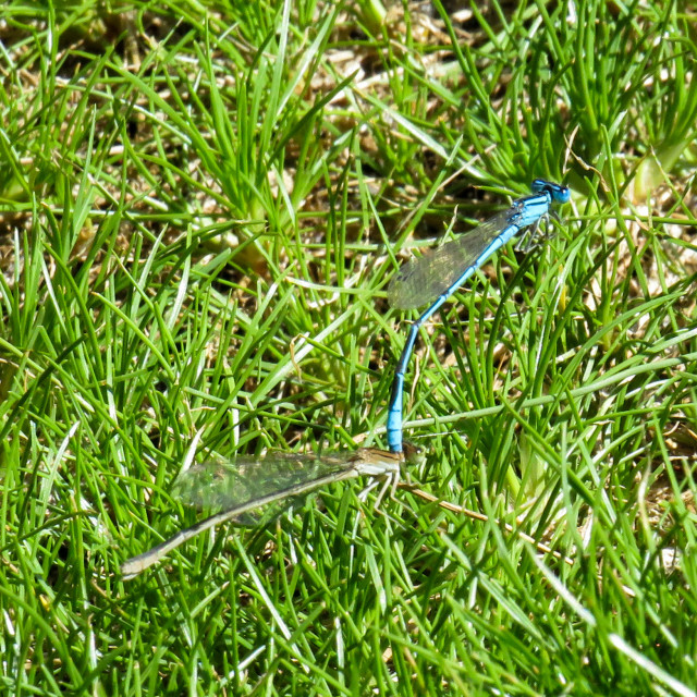 "Damselfly Mating" stock image