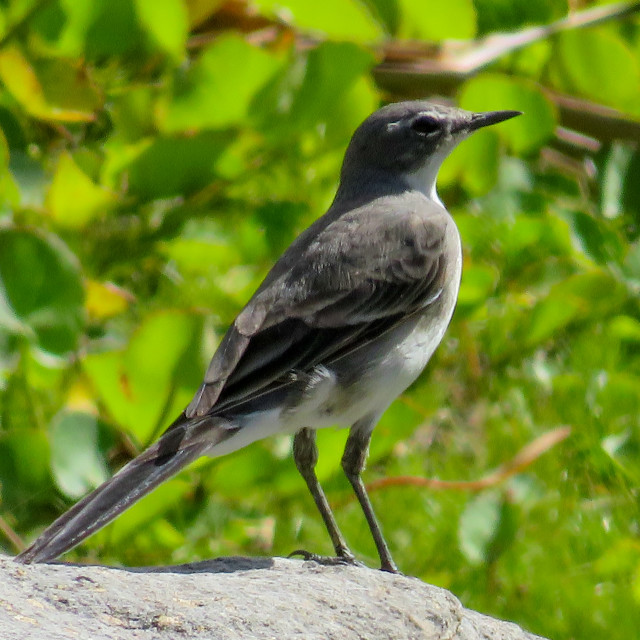 "Wagtail" stock image