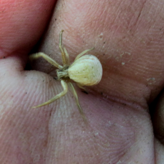 "My Hands + Spider" stock image