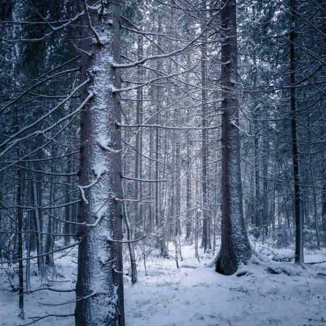 "Armored trees" by Simona D'Auria - $9.75 "Armored trees" stock image