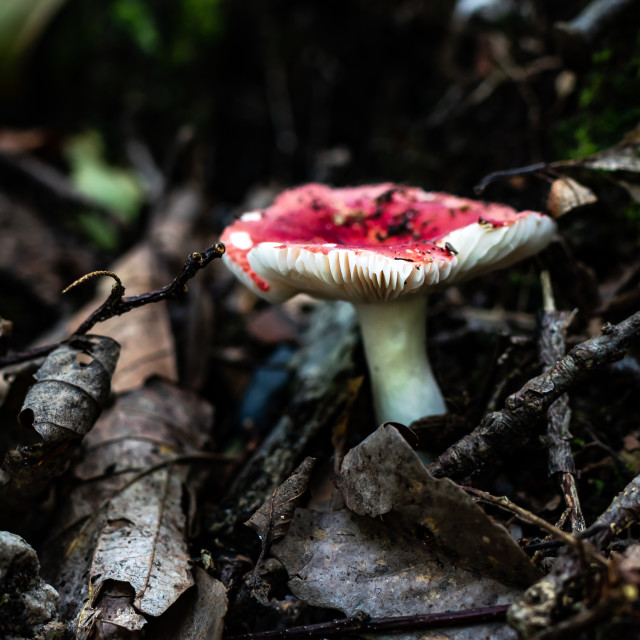 "Wild Mushrooms Growing in the Woods" stock image