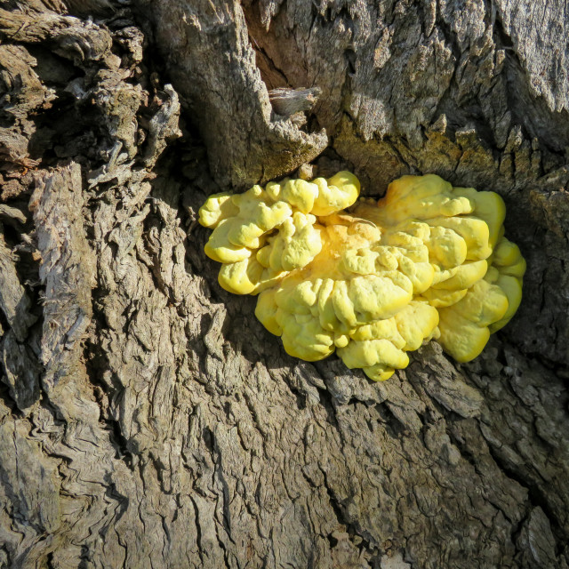 "Yellow Fungi I" stock image