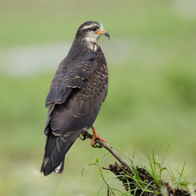 "Snail kite on the lookout" stock image