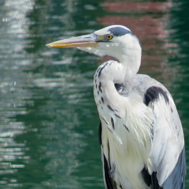 "Heron in Harbour I" stock image