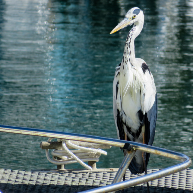 "Harbour in Heron II" stock image