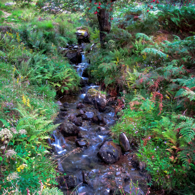 "Forest stream" stock image