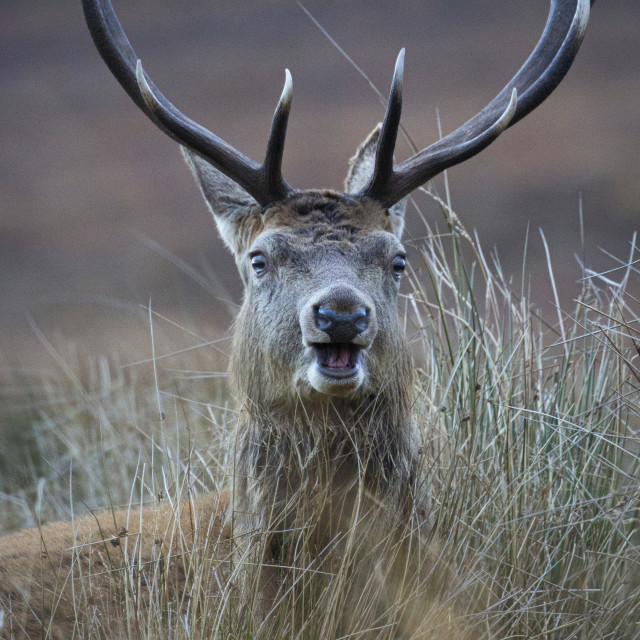 "The Happiest Stag in Scotland !" stock image