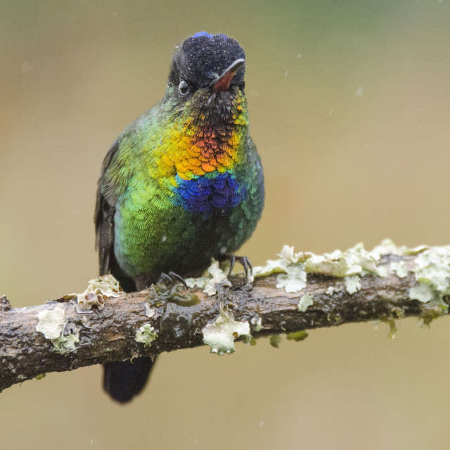 "Fiery-throated hummingbird perched on a branch." stock image