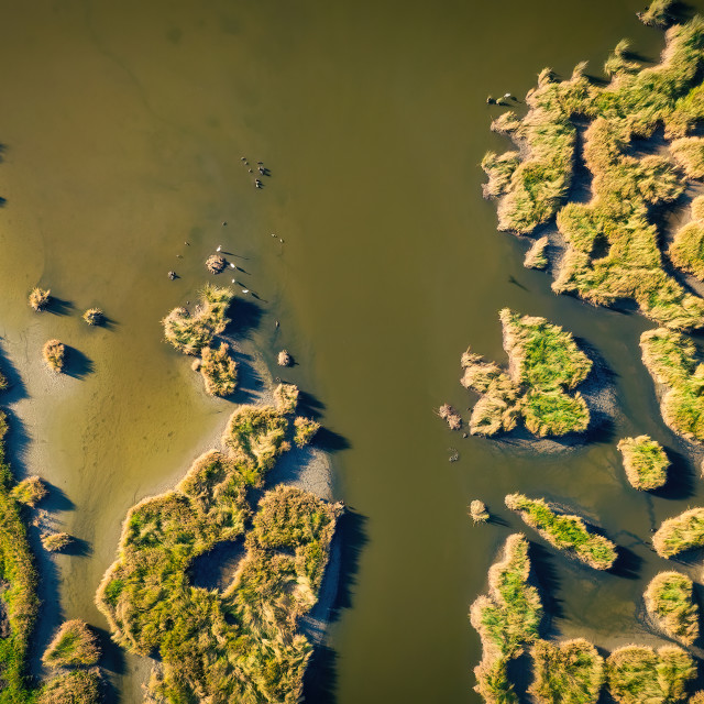"Wetland Texture 2" by Sam Blight - $12.45 "Wetland Texture 2" stock image
