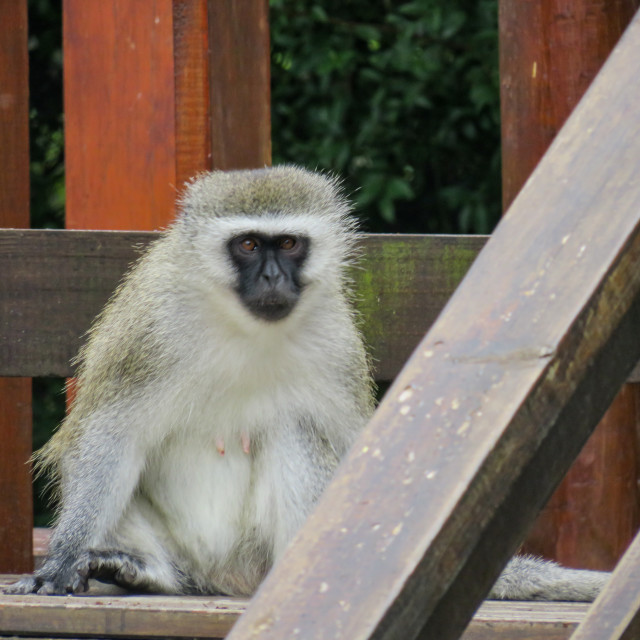 "Monkey Mommy" stock image