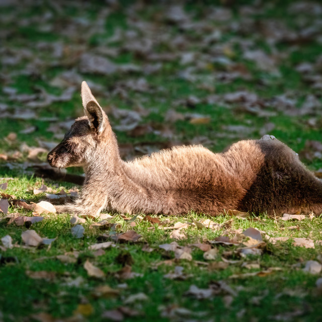 "Young Kangaroo Reclining" stock image