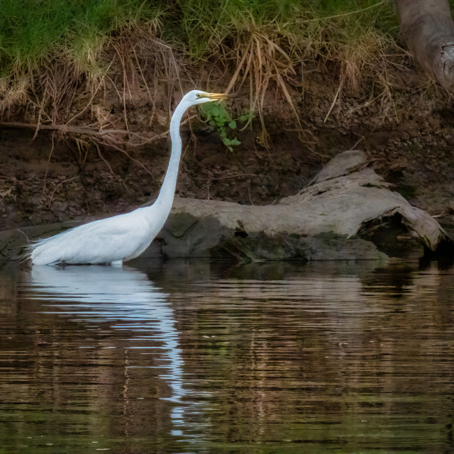 "Egret with Reflection" by Sam Blight - $12.69 "Egret with Reflection" stock image