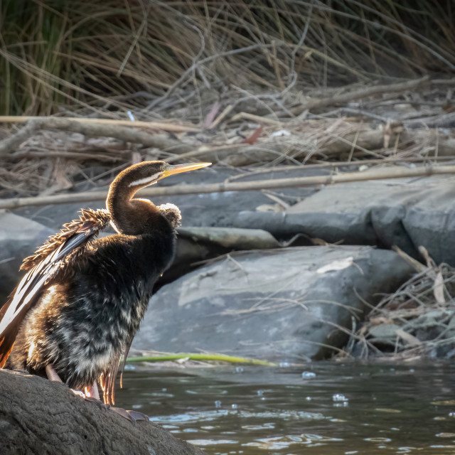 "Darter Drying Wings 2" stock image