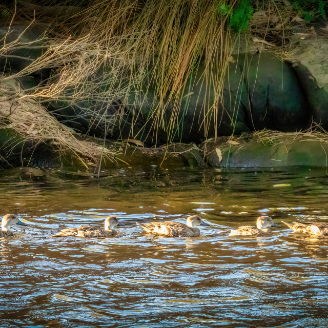 "Duckinglings on the River" stock image