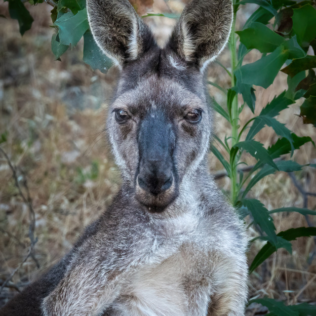 "Male Kangaroo Portrait" by Sam Blight - $12.69 "Male Kangaroo Portrait" stock image