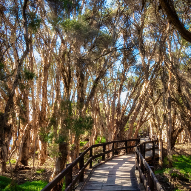 "Wetland Boardwalk" stock image