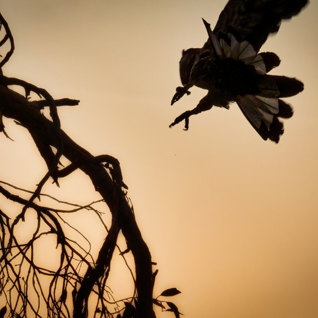 "Black Coackatoo Taking Off" stock image