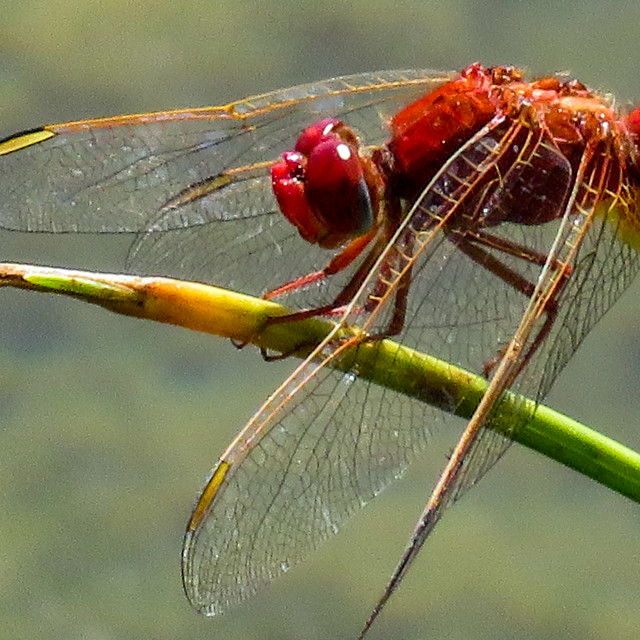 "Red Dragon- Close-up" stock image