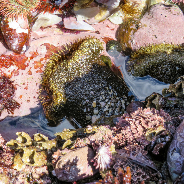 "Sea Creatures" stock image