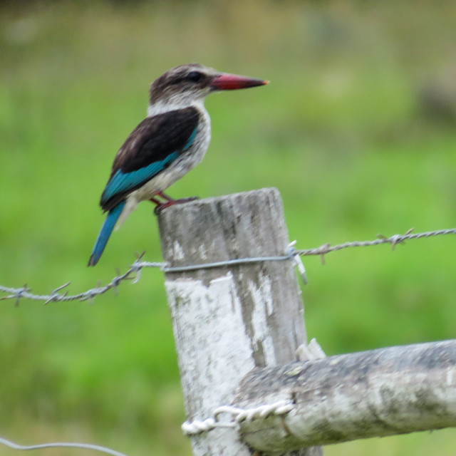 "Bird Post" stock image