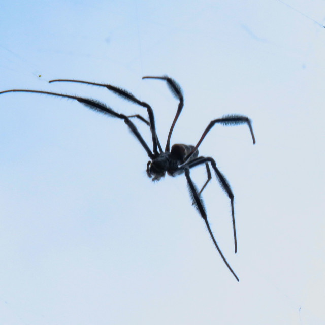 "Flying Spider ¤" stock image