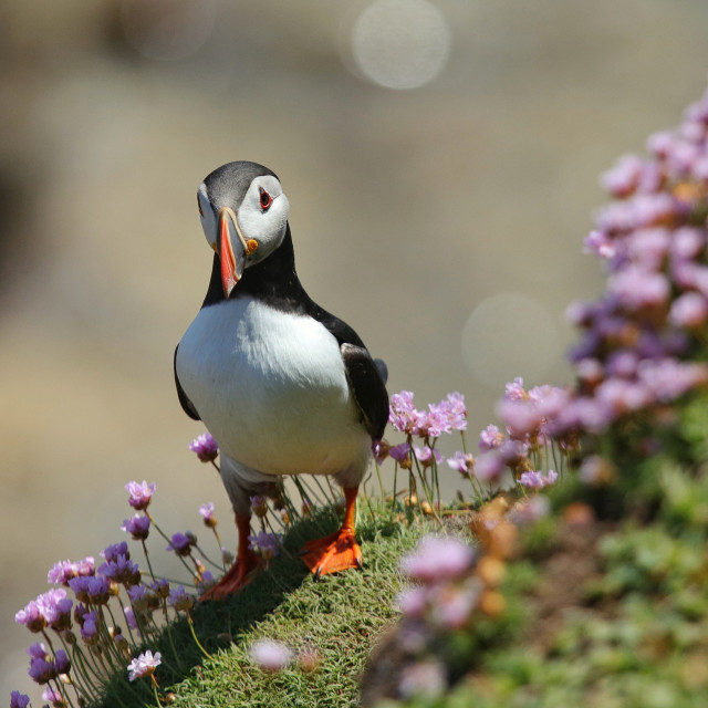"Puffin" stock image