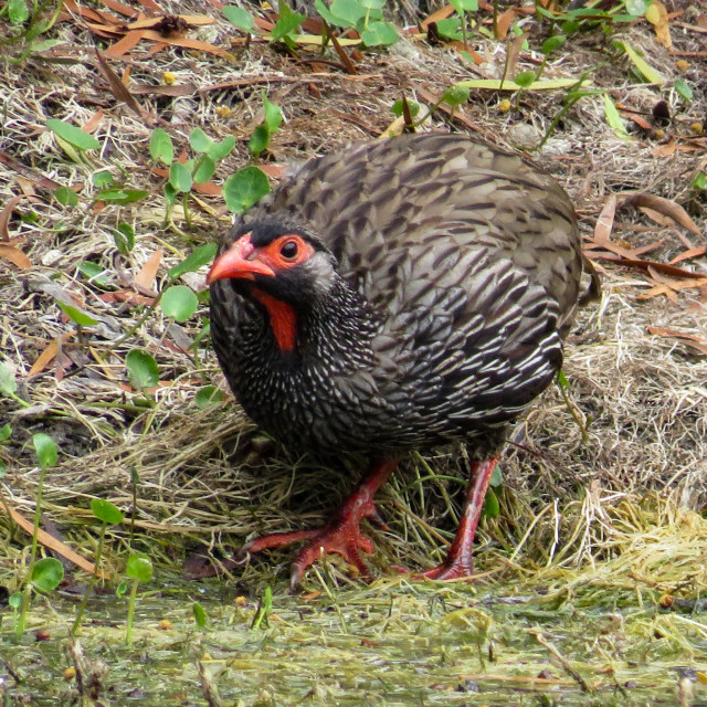 "Partridge `" stock image