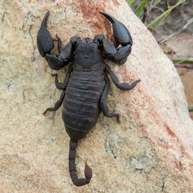 "Black Scorpion ◇~" stock image